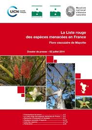 Image result for Erythroxylum platycladum