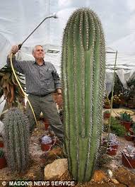 Saguaros have a relatively long lifespan, often exceeding 150 years. Pictured The 50 000 Cacti That Started With A Packet Of Seeds From Woolworths Daily Mail Online