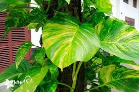 Sirih Gading Araceae Epipremnum Pinnatum Aureum Tumbuhan Anggota Suku Talas Talasan Araceae Ini Mudah Dikenal Dari Warna Da Batang Pohon Tanaman Pohon