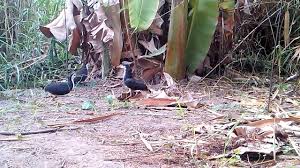 Suara pikat burung wak wak betina paling ampuh yang bandel pasti'kluar bisa dibuktikan sendiri cara muda mikat burung ruak ruak/wak wak/mengunakan racik/ mp3 duration 9:50 size 22.51. Racik Burung Ruak Ruak Wak Wak Dengan Lawan Buatan Part 3 Youtube