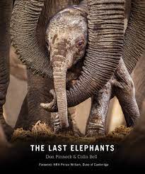 The Last Elephants | How To Help Save Elephants In Africa | Elephant  Conservation