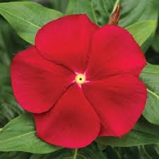 Check spelling or type a new query. Vinca Cora Red F1 In 2021 Flower Seeds Annual Flowers Flowers