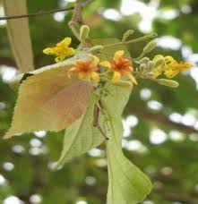 Image result for Grewia arborea