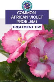 Common African Violet Problems And How To Treat Them African Violets African Violets Plants African