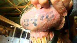 For legible tattoos, owners could use a free tattoo lookup. Tattoo Search American Appendix Horse Association