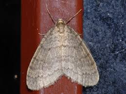 Image result for Operophtera fagata