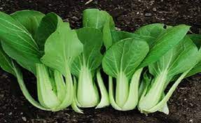 Dengan menanam sayuran mahal cepat panen di atas, kamu tak hanya bisa mengonsumsinya untuk diri sendiri, tapi juga bisa menjadikannya sumber penghasilan! Tanaman Yang Cepat Panen Dan Sangat Menguntungkan