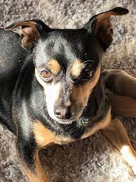 We did not find results for: Pinscher Chihuahua Mix For Sale