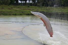 Ibama libera pesca de pirarucu no Lago Paranoá para eliminar "peixe exótico invasor"