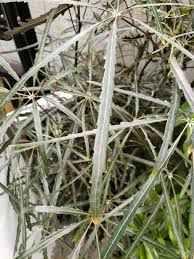 Image result for Plerandra