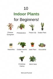 Best Low Water Plants Indoor Plants Bedroom Plants Plants