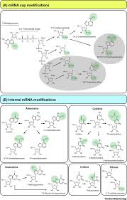 Detector detection kits catalog number. New Twists In Detecting Mrna Modification Dynamics Trends In Biotechnology