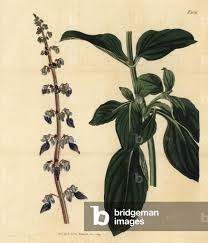 Image result for Coleus barbatus