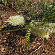 Image result for Elephantorrhiza goetzei