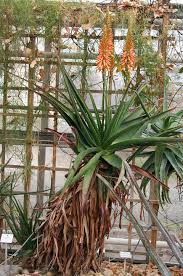 Image result for Aloe lutescens