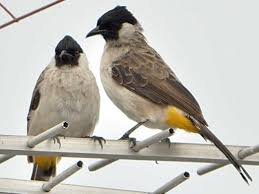 Gambar tersebut bisa anda download langsung, caranya silahkan klik. Cara Merawat Burung Kutilang Habitat Dan Karakteristiknya