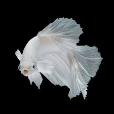 No posts or comments praising or advertising betta fighting. White Opal Betta An Impressive Addition To Your Tank
