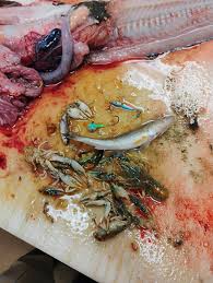 Lake of the Woods Fishing