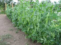 Sazhaem Na Dache Detskoe Lakomstvo Saharnyj Goroh Dizajn Kafe