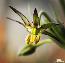 Image result for Ornithoglossum viride