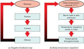 A cell needs to produce varying amounts of atp according to its energy needs; What Is Negative Feedback In Biology Definition Examples Video Lesson Transcript Study Com