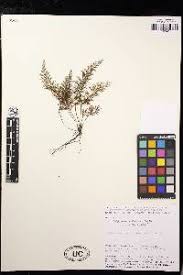 Image result for Abrodictyum