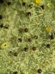 Image result for Uncinula necator