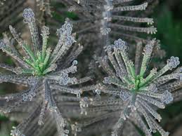 Image result for Bryophyllum tubiflorum