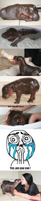 The calf was immediately so bright, strong and aware, and was holding his head up right away. Just A Baby Hippo