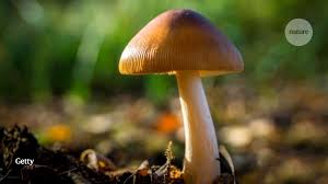 Most hardwood varieties of trees can work including beech, poplar, maple, oak, birch, elm and more. Why Magic Mushrooms Turn Dark Blue When Picked Research Highlights