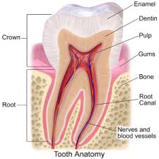 After undergoing a root canal treatment, you should take care of the newly treated tooth. Root Canal Treatment What No One Tells You Aspen Dental