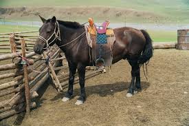 The cylinders were grouped as follows: Mongolian Horse Wikipedia