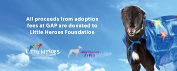 Maybe you would like to learn more about one of these? Greyhound Adoption Programs Greyhounds As Pets