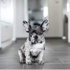 Getting One Someday A All Blue Or A Blue Merle I M In Love This Lil Cute Frenchbulldog Bulldog Puppy Love Bulldog Puppies French Bulldog Puppies Bulldog