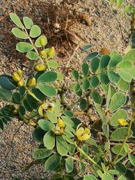 Image result for Senna italica