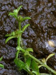 Image result for Crassula maputensis