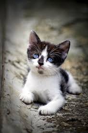 Black And White Kitty Pictures Gorgeous Blue Eyes Of Cute Black And White Kitty Kittens Cutest Cute Baby Animals Cute Animals
