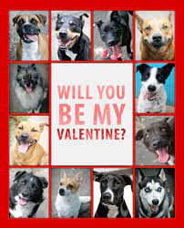 For This Valentine S Day Are You Looking For Someone Who Is Loyal Forgiving Always Ther Dog Rescue Fundraising Animal Rescue Fundraising Animal Rescue Ideas