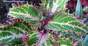 They are long bloomers that begin flowering in summer and are fragrant through the first frost. Hoe And Shovel 10 Great Plants For Florida Fall Color