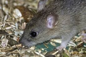 7 All Natural Ways To Keep Mice From Getting Inside Your Home How To Deter Mice Getting Rid Of Mice Mice Repellent