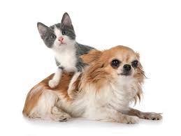Also, cats are currently the most popular pet in the entire world. 10 Reasons Why Cats Are Better Than Dogs
