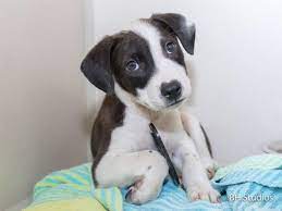 Animal Shelter Adopt A Pet Dogs Cats Puppies Kittens Humane Society Spca Lost Found Animal Shelter Animals Adoption