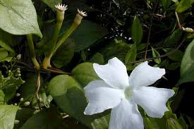 Image result for Thunbergia laborans