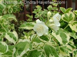 Description attractive bicolor shrub to 8 x 8 feet. Pin On My House Ideas