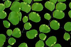 Art links forum.only 100% legal stuff. Fiddlehead Forum American Fern Society