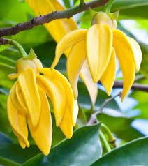 Image result for Artabotrys modestus