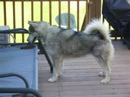 To learn more about each adoptable dog, click on the i icon for. Alaskan Malamute Puppies In Michigan