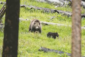 Animals that kill and eat other animals. Predator Attack Team Group Responds To Human Animal Conflicts In State Powell Tribune