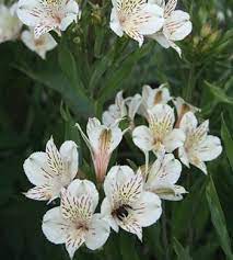 Alstroemeria Casablanca Alstroemeria Plants Pollinator Plants