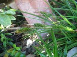 Image result for Huaceae